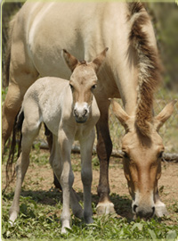mother and foal Przewalski’s horses