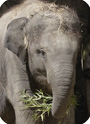 Asian elephant