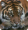 Sumatran tiger