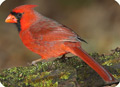 northern cardinal