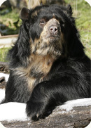 spectacled bear