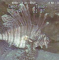 lionfish at a depth of about 240 ft over the Outer Shelf Reefs