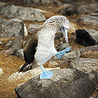 The blue-footed boobie