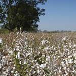 Oakland and magnolia Plantations