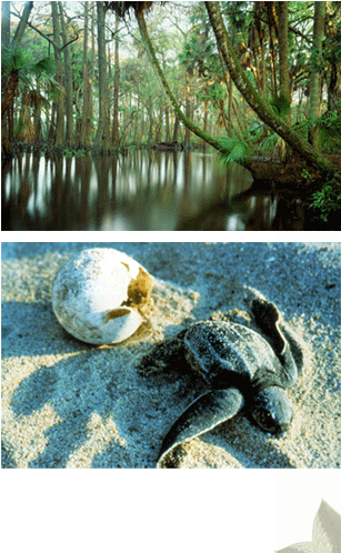Cypress-Lined River and Sea Turtle