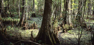 Baldcypress trees filter the light onto greenish swamp waters at the Barataria Preserve.