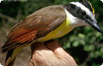 great kiskadee