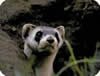 black-footed ferret