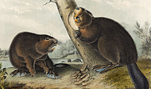 Audubon beaver