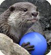 small-clawed otter with ball