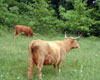 Scotch Highland cow and calf