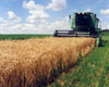 Harvesting grain