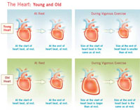 "The Heart: Young and Old" Diagram