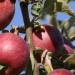 The Organic Apple Grower Hour