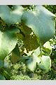 View a larger version of this image and Profile page for Tilia americana L.