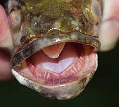 The predaceous Northern snakehead