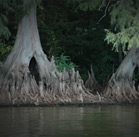 Picture of Louisiana