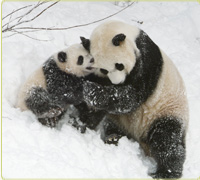Mei Xiang and Tai Shan playing in the snow