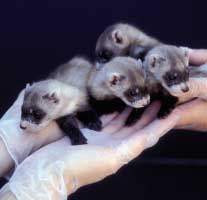 black-footed ferrets
