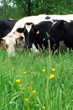 Holstein's on the Tomandl Family Farm