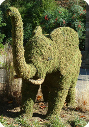 elephant topiary