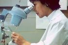 Pathologist examining samples under a microscope. - Click to enlarge in new window.