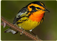 Blackburnian Warbler, a migratory bird of North America © Gerhard Hofmann