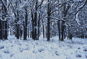 winter forrest scene