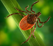 close up of a tick