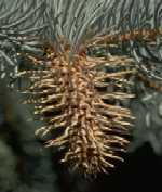 Gall on blue spruce