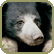 sloth bear