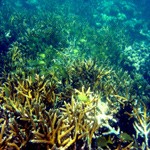 staghorn coral on reef