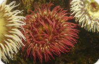 tealia anemone