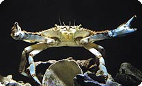 blue crab