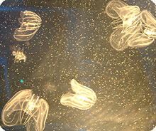 ctenophores