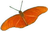 orange julia butterfly