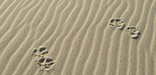 Image of wolf tracks across the sand dunes