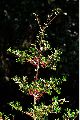 View a larger version of this image and Profile page for Ilex vomitoria Aiton