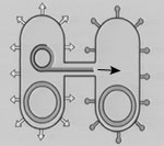 Plasmid Transfer