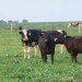 Tall fescue and Kura clover for dairy and beef stockers (Research Brief #76)