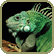 iguana