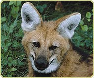 maned wolf