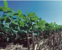 In most cases, crop rotation effectively controls those pathogens that survive in soil or crop residue. 