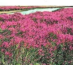 Purple loosestrife is responsible for the degradation of a considerable amount of wetland habitat in the United States
