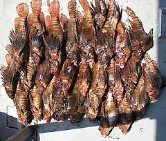 28 lionfish on one shipwreck