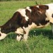 Dairy farmers share custom heifer raising preferences (Research Brief #75)