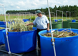 Soil scientist adjusts iris plants recently transplanted onto floating mats in aquaculture tanks: Click here for full photo caption.