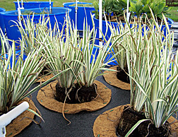 Of the plant species tested on floating mats in fishery wastewater, iris plants, shown here, grew best: Click here for photo caption.