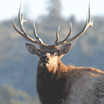 bull elk