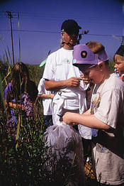 Elementary school students in Minnesota raise and release beatles to control purple loosestrife.